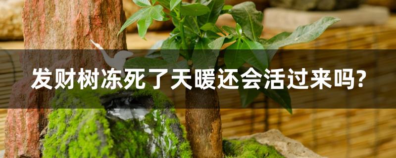发财树冻死了天暖还会活过来吗? 发财树冻死了天暖还会活过来吗?