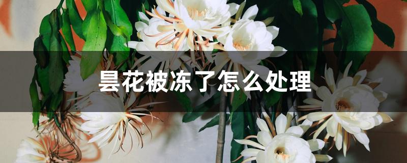 昙花被冻了怎么处理 昙花被冻了怎么处理