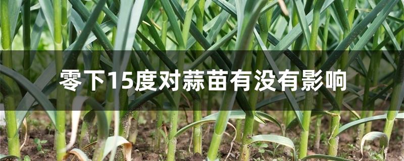 零下15度对蒜苗有没有影响 零下15度对蒜苗有没有影响