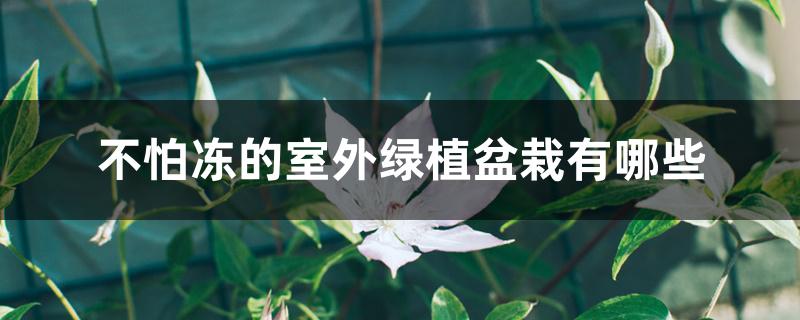 不怕冻的室外绿植盆栽有哪些 不怕冻的室外绿植盆栽有哪些