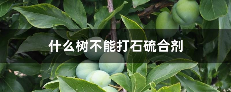 什么树不能打石硫合剂 什么树不能打石硫合剂