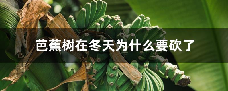 芭蕉树在冬天为什么要砍了 芭蕉树在冬天为什么要砍了