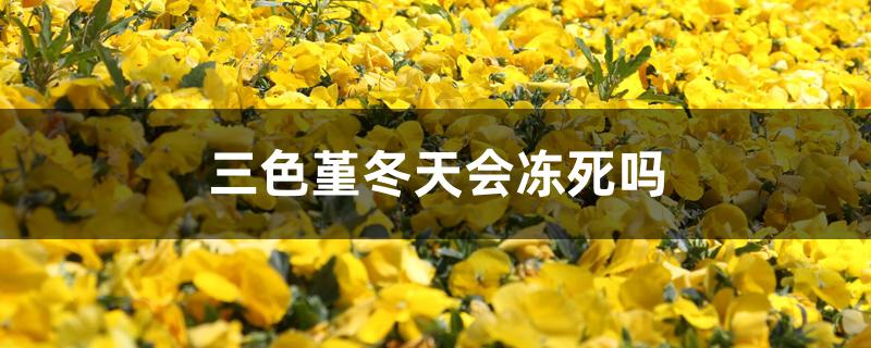 三色堇冬天会冻死吗 三色堇冬天会冻死吗