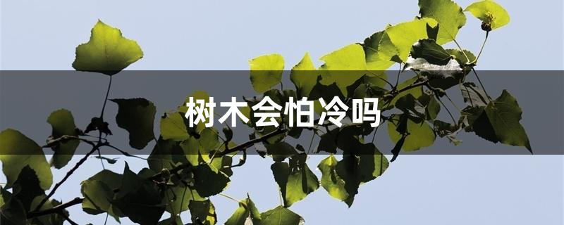 树木会怕冷吗 树木会怕冷吗