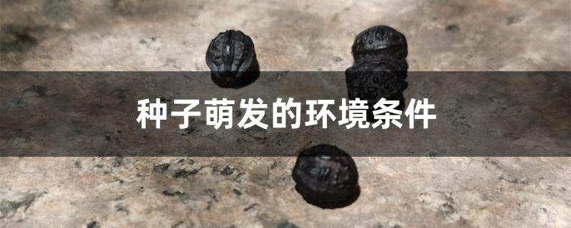 种子萌发的环境条件 种子萌发的环境条件