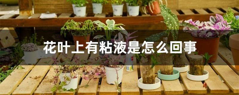 花叶上有粘液是怎么回事 花叶上有粘液是怎么回事