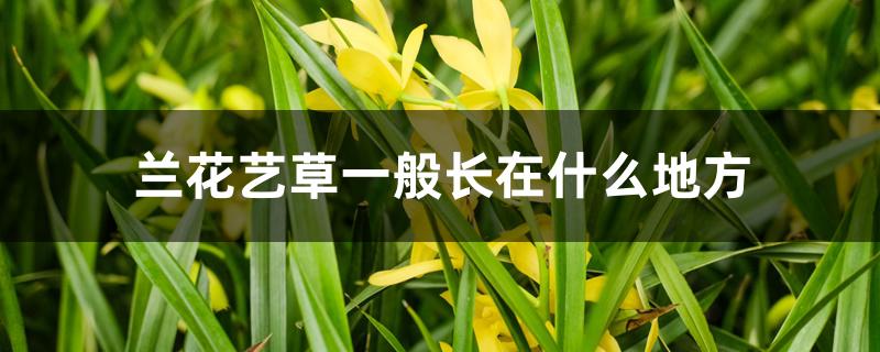 兰花艺草一般长在什么地方 兰花艺草一般长在什么地方