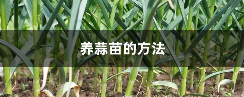 养蒜苗的方法 养蒜苗的方法