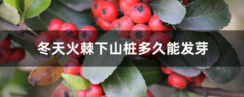冬天火棘下山桩多久能发芽 冬天火棘下山桩多久能发芽