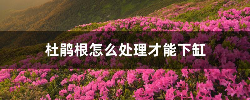 杜鹃根怎么处理才能下缸 杜鹃根怎么处理才能下缸