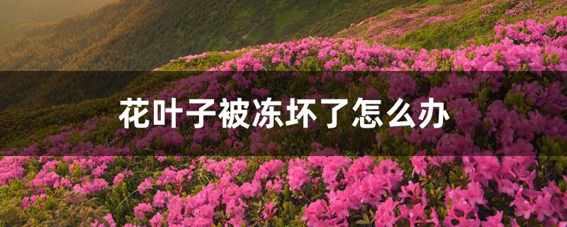 花叶子被冻坏了怎么办 花叶子被冻坏了怎么办
