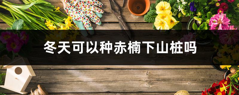 冬天可以种赤楠下山桩吗 冬天可以种赤楠下山桩吗