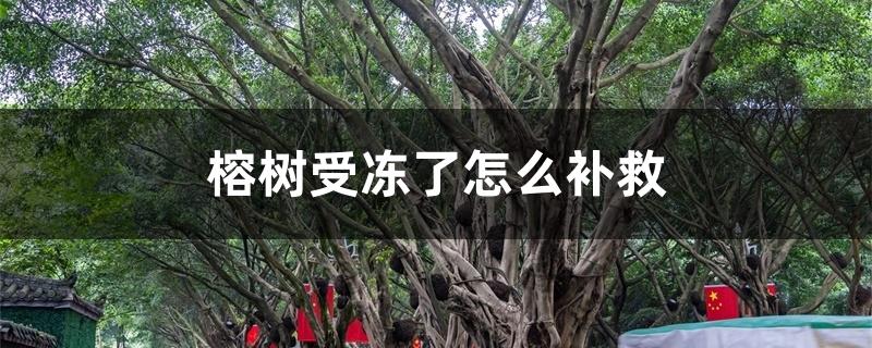 榕树受冻了怎么补救 榕树受冻了怎么补救