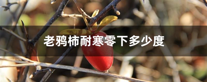 老鸦柿耐寒零下多少度 老鸦柿耐寒零下多少度