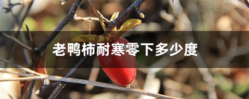 老鸦柿耐寒零下多少度 老鸦柿耐寒零下多少度
