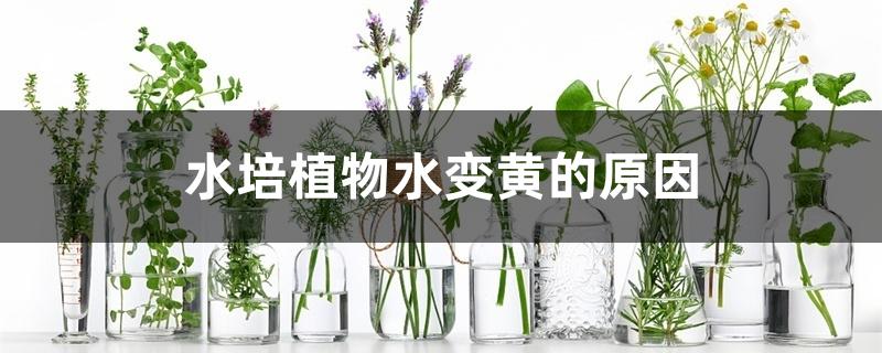水培植物水变黄的原因 水培植物水变黄的原因