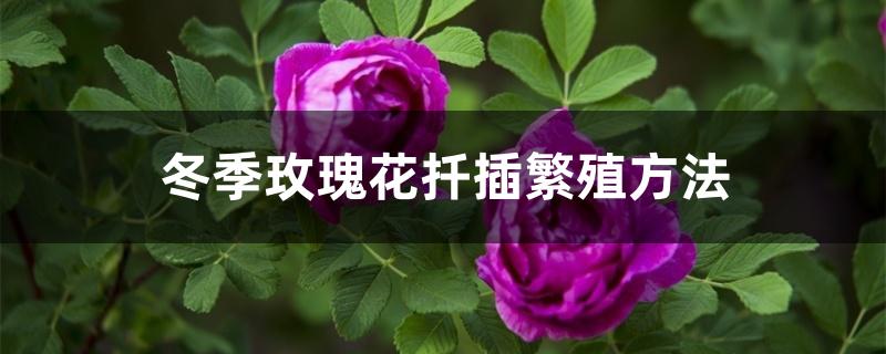 冬季玫瑰花扦插繁殖方法 冬季玫瑰花扦插繁殖方法