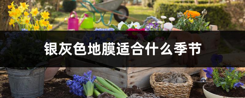 银灰色地膜适合什么季节 银灰色地膜适合什么季节