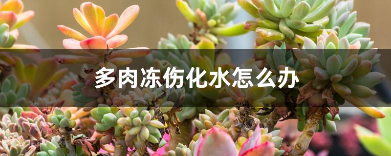 多肉冻伤化水怎么办 多肉冻伤化水怎么办
