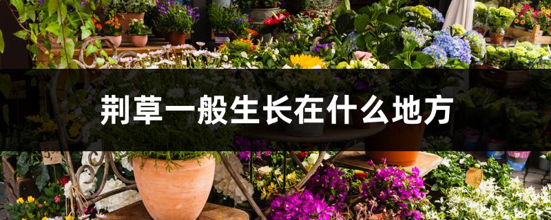 荆草一般生长在什么地方 荆草一般生长在什么地方