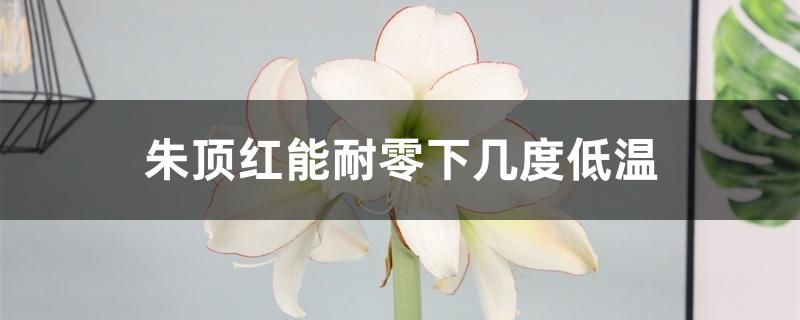 朱顶红能耐零下几度低温 朱顶红能耐零下几度低温