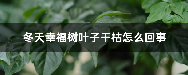 冬天幸福树叶子干枯怎么回事 冬天幸福树叶子干枯怎么回事