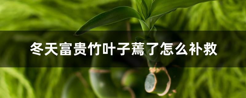 冬天富贵竹叶子蔫了怎么补救 冬天富贵竹叶子蔫了怎么补救