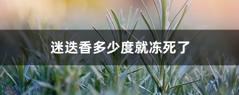 迷迭香多少度就冻死了 迷迭香多少度就冻死了