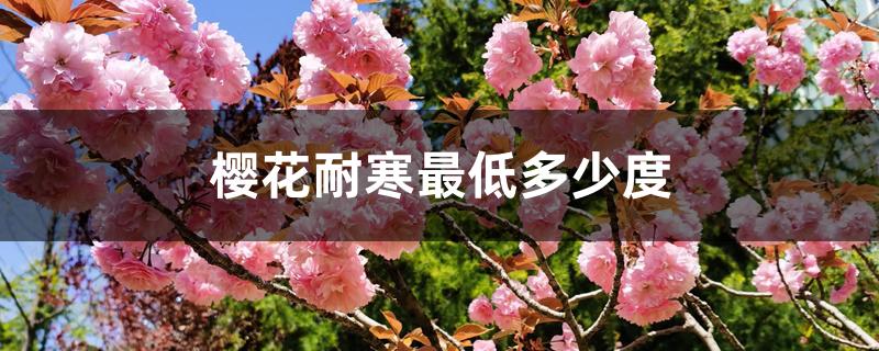 樱花耐寒最低多少度 樱花耐寒最低多少度