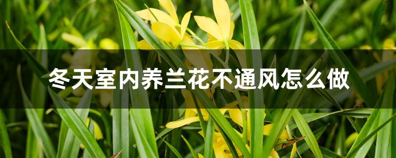 冬天室内养兰花不通风怎么做 冬天室内养兰花不通风怎么做