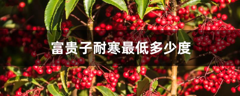 富贵子耐寒最低多少度 富贵子耐寒最低多少度