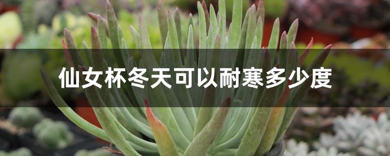 仙女杯冬天可以耐寒多少度 仙女杯冬天可以耐寒多少度