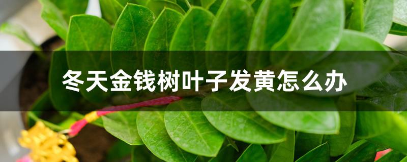 冬天金钱树叶子发黄怎么办 冬天金钱树叶子发黄怎么办