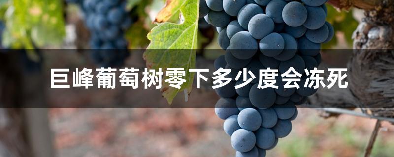 巨峰葡萄树零下多少度会冻死 巨峰葡萄树零下多少度会冻死