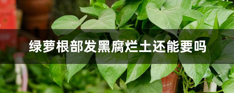 绿萝根部发黑腐烂土还能要吗 绿萝根部发黑腐烂土还能要吗