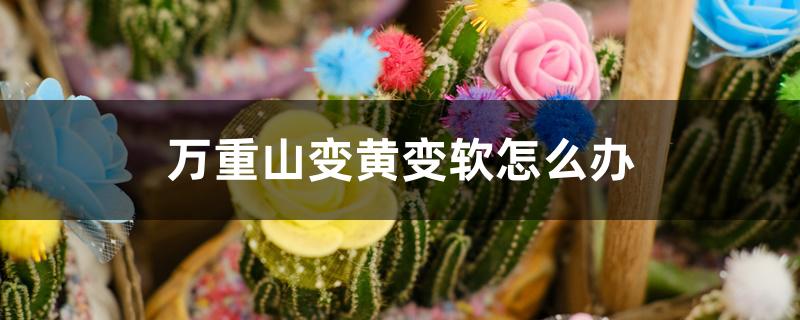 万重山变黄变软怎么办 万重山变黄变软怎么办