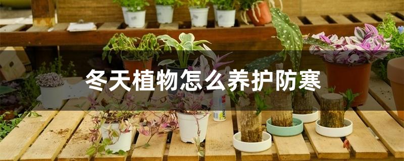 冬天植物怎么养护防寒 冬天植物怎么养护防寒