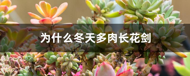 为什么冬天多肉长花剑 为什么冬天多肉长花剑