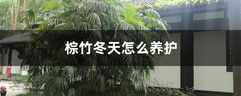 棕竹冬天怎么养护 棕竹冬天怎么养护