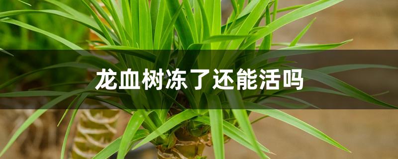龙血树冻了还能活吗 龙血树冻了还能活吗