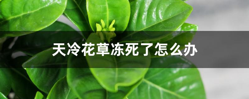 天冷花草冻死了怎么办 天冷花草冻死了怎么办