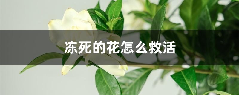冻死的花怎么救活 冻死的花怎么救活