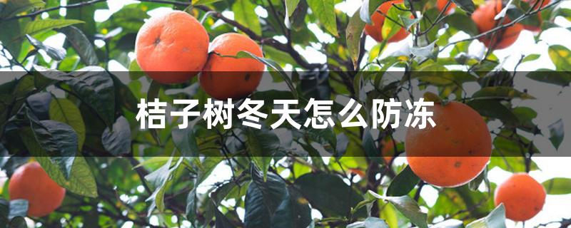 桔子树冬天怎么防冻,如何修剪晚秋梢 桔子树冬天怎么防冻,如何修剪晚秋梢