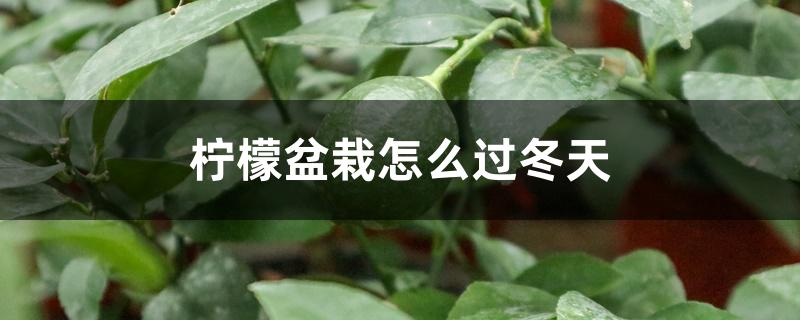 柠檬盆栽怎么过冬天,冬天如何修剪 柠檬盆栽怎么过冬天,冬天如何修剪