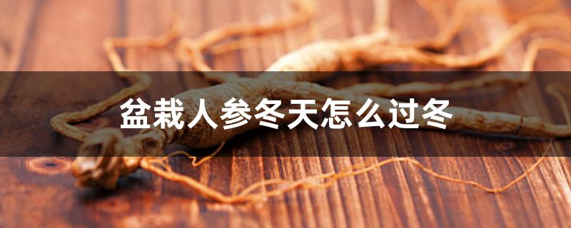 盆栽人参冬天怎么过冬,日常怎么养护 盆栽人参冬天怎么过冬,日常怎么养护