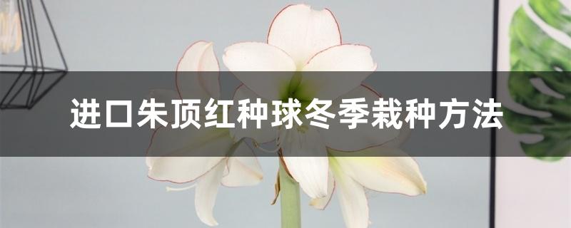 进口朱顶红种球冬季栽种方法,该注意些什么 进口朱顶红种球冬季栽种方法,该注意些什么