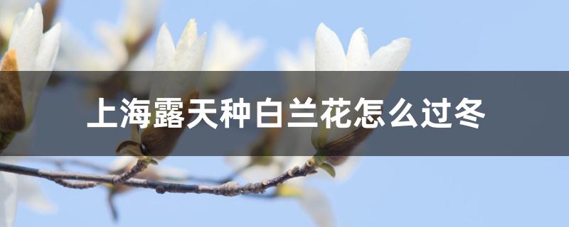 上海露天种白兰花怎么过冬,怎么施春肥 上海露天种白兰花怎么过冬,怎么施春肥