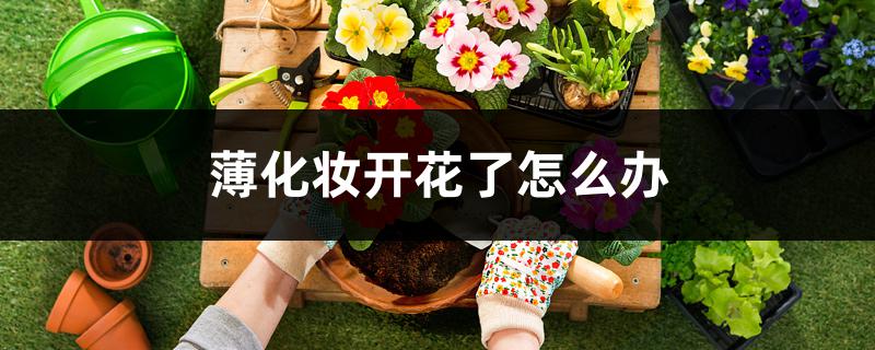 薄化妆开花了怎么办，如何播种育苗