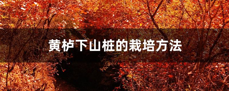 黄栌下山桩的栽培方法,如何养护 黄栌下山桩的栽培方法,如何养护