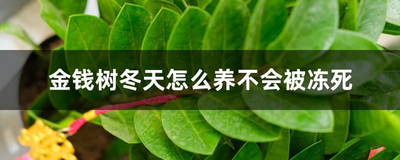 金钱树冬天怎么养不会被冻死,如何施肥 金钱树冬天怎么养不会被冻死,如何施肥